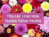 Bó Hoa Tiếng Trung Là Gì